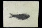 Fossil Fish (Knightia) - Wyoming #140339-1